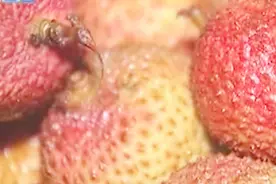 荔枝吃多有“荔枝病”？头晕心慌、恶心，这都是怎么回事？