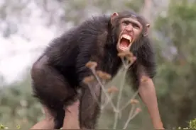 人类进化褪去全身毛发后，为什么还留下头发、阴毛和腋毛？图片