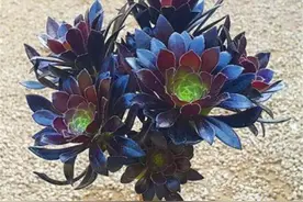 秋天养黑法师，掌握4个要点，新叶新芽蹭蹭长，变成多头大老桩图片