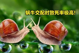 既是雌性，又是雄性！雌雄同体的动物怎么交配繁殖？图片