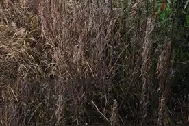 草铵膦加上这个除草剂，除草干净又彻底，持效期可达30天图片