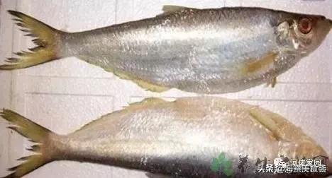 本港海鲜和外港区别 2026年本港海鲜和外港区别大吗