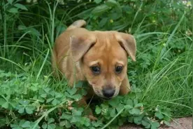 四岁女儿意外丢失，父母故地重游，相隔四年，竟被狗狗认出女儿图片