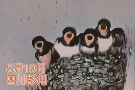 可可爱爱！四川彭州市消防队给燕子拍“全家福”图片