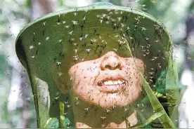 基因蚊子能消灭野生蚊子吗？巴西用惨痛教训给了我们答案图片