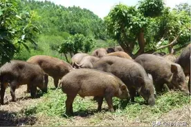 如今农村干什么赚钱？这6个农村致富项目，第5个零成本你也能干图片