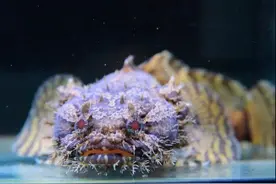 大西洋沿岸出现一种珍稀动物，鱼鳔能发声，像人在哼着歌曲图片