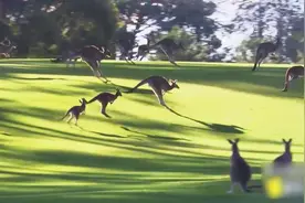 袋鼠拥有“三条腿”，打架用的竟然是腿，看完这个视频就懂了