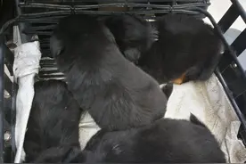 狗市上的极品小土狗，一只四眼铁包金，一只四蹄踏雪，镇宅旺主图片
