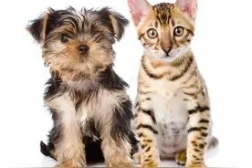 盘点一种浑身散发着“上流贵妇人”般魅力的犬种：约克夏图片