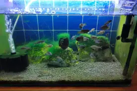 通过多次实践，终于发现褐藻的几个成因，它们可以变成绿藻吗？图片