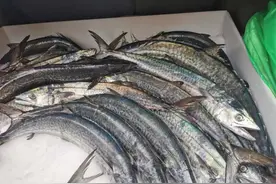 宁波人最爱吃的蓝点马鲛鱼（川乌）上市了！渔民教你怎么挑如何做图片