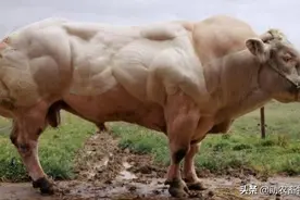 这种人类干预自然繁育牛肉你敢吃吗？图片