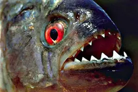 亚马逊河的食人鱼究竟有多可怕？不仅胆小，还有众多天敌图片