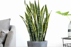 容易因多浇水而死的“18种花”，养不活都是由于手太勤图片