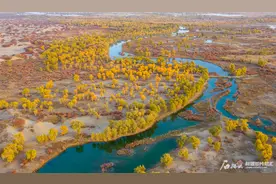 南疆多地胡杨林陆续进入最佳观赏期图片