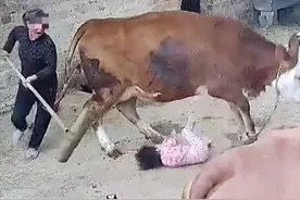 母牛产后攻击小女孩，因为粉红衣服？还是护犊？为何不先攻击大人图片