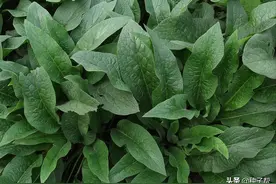 排名第一的牧草，产量顶苜蓿10倍，高蛋白，人称俄菜-饲草之王图片