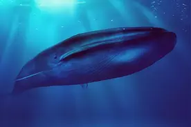 世界上最大的生物是什么？不是蓝鲸，而是一株蘑菇图片