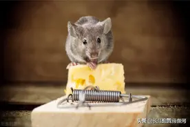 农村的老鼠、蛇、青蛙哪里去了，没有食物链和生存环境是主要原因图片