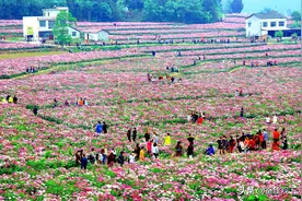 南部县、中江县和三台县，三个农业大县，谁的前景更好？图片