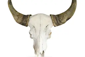 药效神奇的文玩手串，佩戴它居然再也不流鼻血了。图片