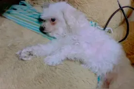 陪伴9年的狗狗回汪星，主人将其葬在花盆里，次年开花后感动哭了图片