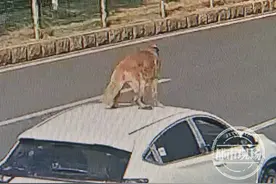 事发新余街头！飞驰的汽车车顶竟站着一条狗，司机：咱训练过图片