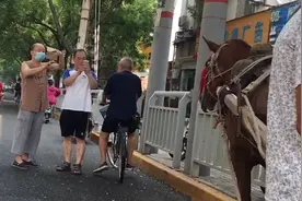 老汉驾“宝马”进城卖玉米 引来众多市民围观图片