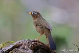 春天饲养画眉鸟，您必须要知道的除虫知识！图片
