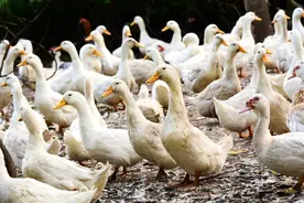 山东养殖最多的肉鸭，40天就养成出售，现在还有市场吗？图片