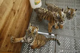 南昌动物园新添9只华南虎 总量达到46只位列全国第二图片