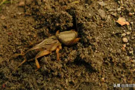 ​明明是虫却被称为“土狗”，90元1斤，农村很多，可放心抓图片