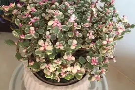 养好雅乐之舞，有三个简单的小技巧，越养越旺，枝叶更美图片