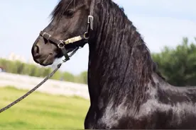 女子收养一匹小黑马，养了1年后发现不对劲，专家：你中大奖了图片