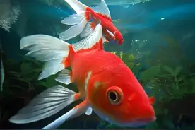 金鱼肚皮朝上是怎么回事？怎么办？你不用太担心，也很好办图片