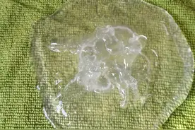 在英国学赶海图片