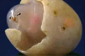 阿拉善玛瑙，玉雕界的新贵，一块原石估价高达1.3亿图片