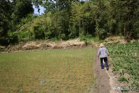 30多年前河滩里挖出10多亩水田，69岁大妈坚持种水稻，稻谷堆满家图片