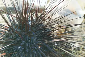 三个拳头大的海胆（连刺直径）见过没？刺身现捞现吃？不要太爽哦图片