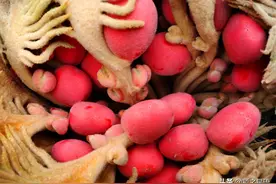 铁树不但开花，还结果，果是一窝凤凰蛋图片