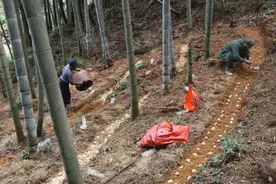 生长仅有几小时，几分钟就老了，位列“草八珍”，可是国宴佳肴图片