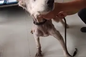 云南：狗肉车救下的阿拉斯加，已经没几两肉，狗狗：这你们也吃我图片