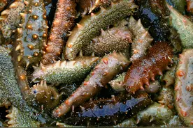 淡干海参价格多少钱一斤？市场上海参价格一般多少钱？图片