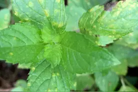 别总以为盆栽薄荷很好养，掌握好这6点，再说这话也不迟图片