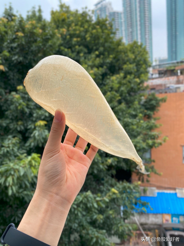 白花胶和黄花胶的区别 2026年白花胶和黄花胶的区别是什么