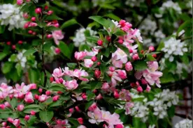 “一树梨花压海棠”让苏轼“背锅”多年，其实原诗真的很唯美图片