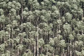 林草科普|中国桉树培育技术百年发展史与展望图片