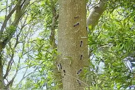 黑色毛毛虫让市民心慌慌：是什么虫？有毒吗？科普来了图片