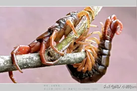 蜈蚣，传说中的“五毒”之一令人想不到的是：它是用脚注入毒剂的图片